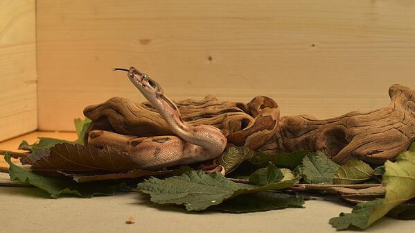 梦见一条蛇咬我