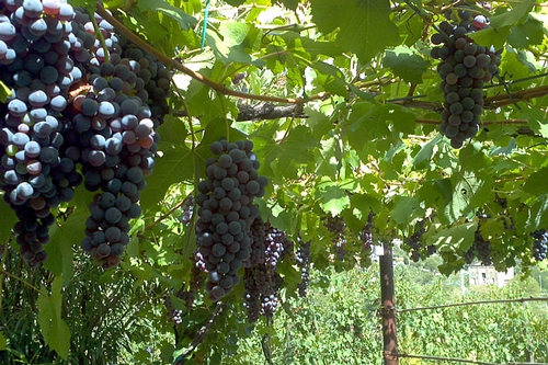 梦见结了好多红葡萄