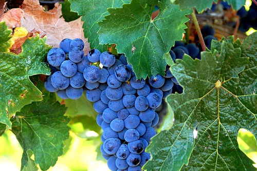 梦见满地红葡萄去摘