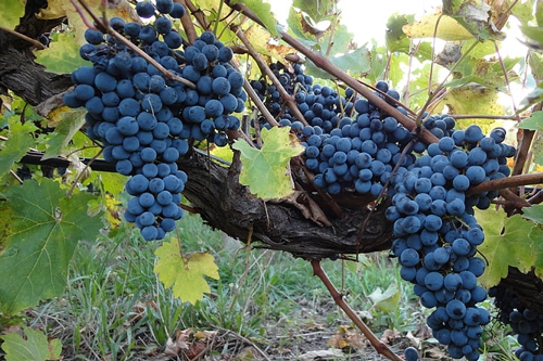 梦见在别人家里面摘葡