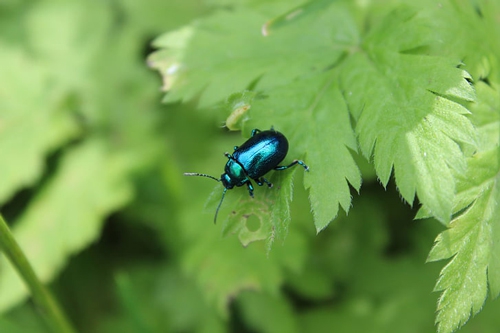 梦见别人捉虫子