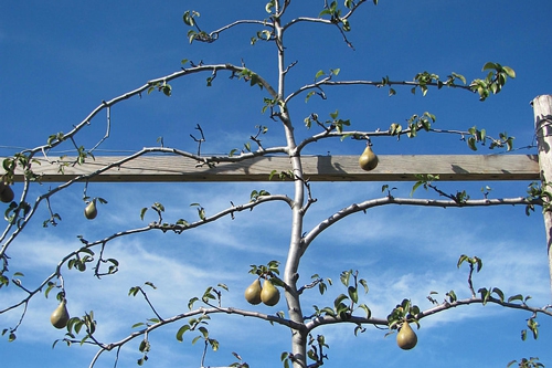 梦见别人吃黄梨是什么意思