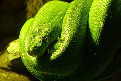 做梦老是梦见蛇